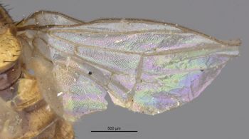 Media type: image;   Entomology 7884 Aspect: Wing, front